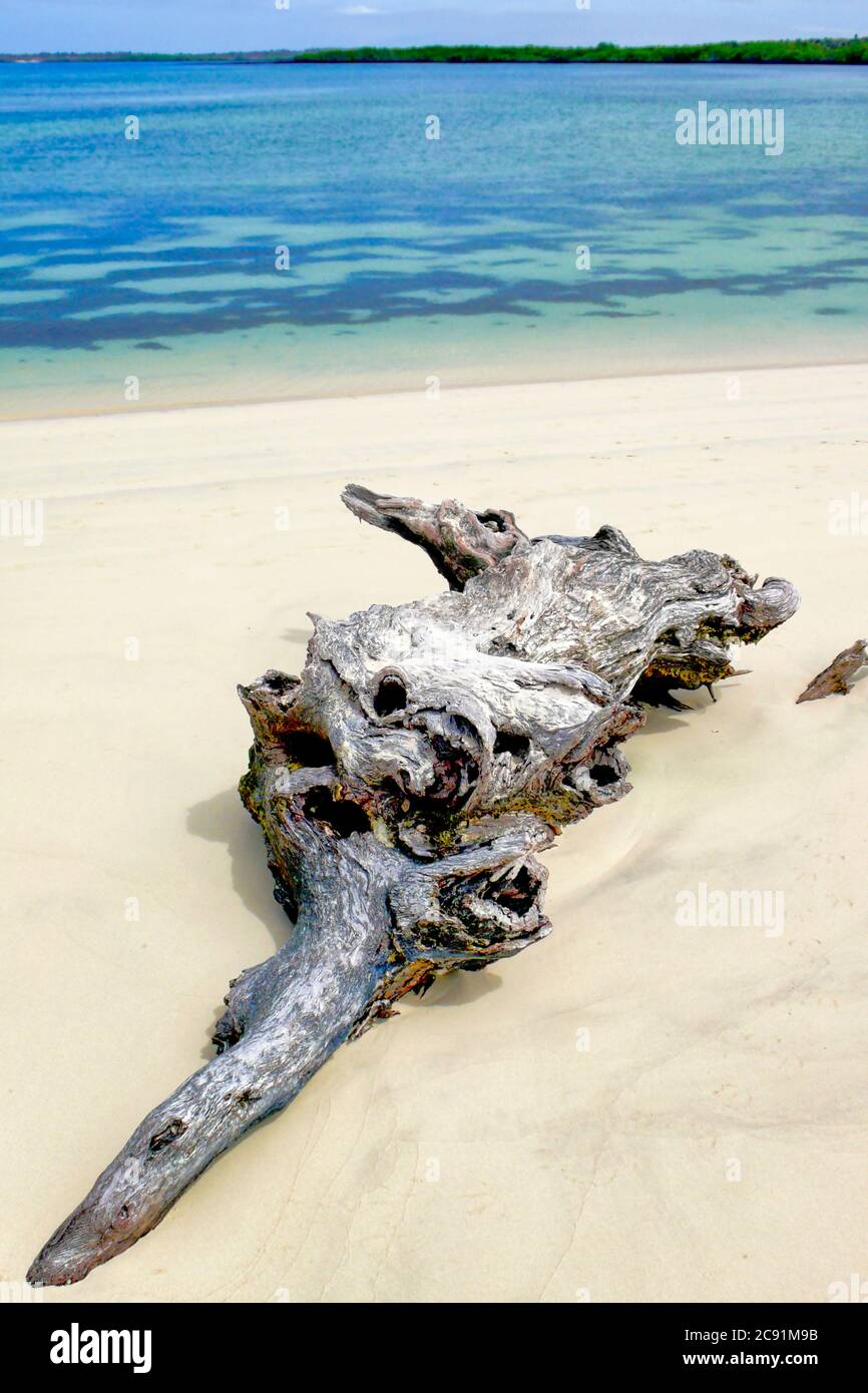 Broken Roots, Isole Galapagos, Parco Nazionale delle Galapagos, Sito Patrimonio dell'Umanità dell'UNESCO, Oceano Pacifico, Ecuador, America Foto Stock