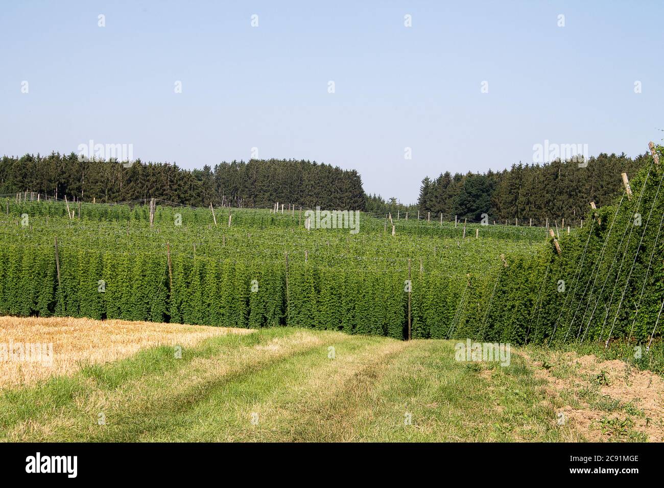 Luppolo giardino paesaggio. Le perenni luppolo sono già cresciute. I coni di luppolo non sono ancora maturi. Qui potete vedere molte varietà di luppolo. Foto Stock
