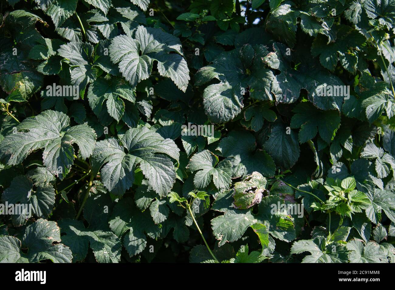 Luppolo giardino texture. Le foglie di luppolo sono verdi. Tutto in primo piano. Foto Stock