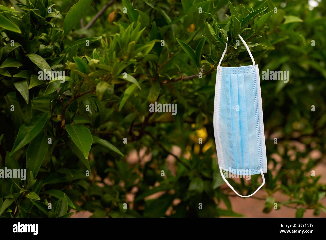 primo piano di una maschera chirurgica blu appesa ai rami di un albero di limone in un frutteto Foto Stock