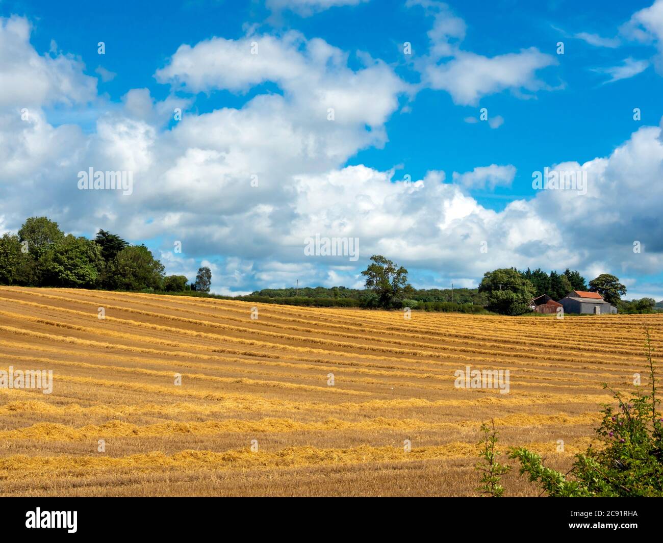 Un campo di grano che è stato raccolto con l'essiccazione della paglia e pronto per l'imballaggio per l'uso di bestiame invernale nel Nord Yorkshire Inghilterra Foto Stock