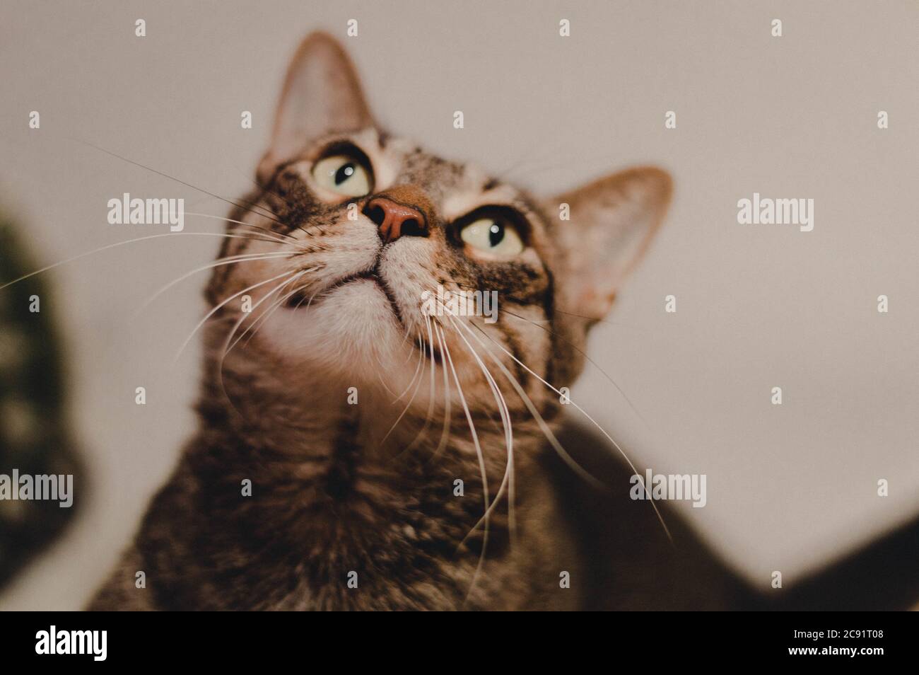 Carino gatto marrone occhi verdi guardando in su Foto Stock