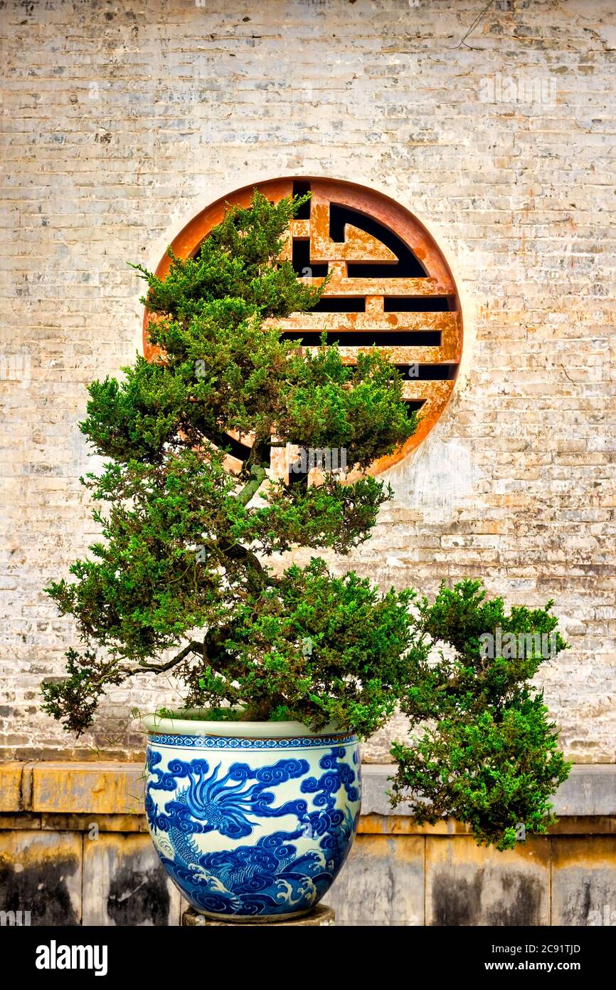 Bonsai nei cortili della città imperiale, Hue, Vietnam Foto Stock
