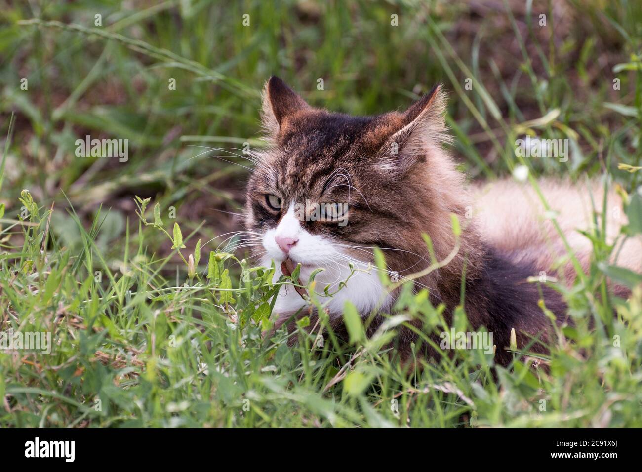bel gatto con sospetto muso bianco sdraiato nell'erba con una foglia in bocca Foto Stock