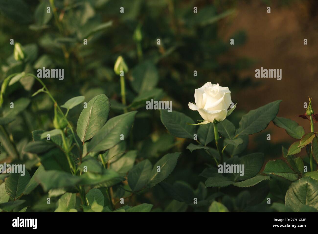 Le rose bianche crescono in serra. Piantagione di rosa all'interno Foto Stock