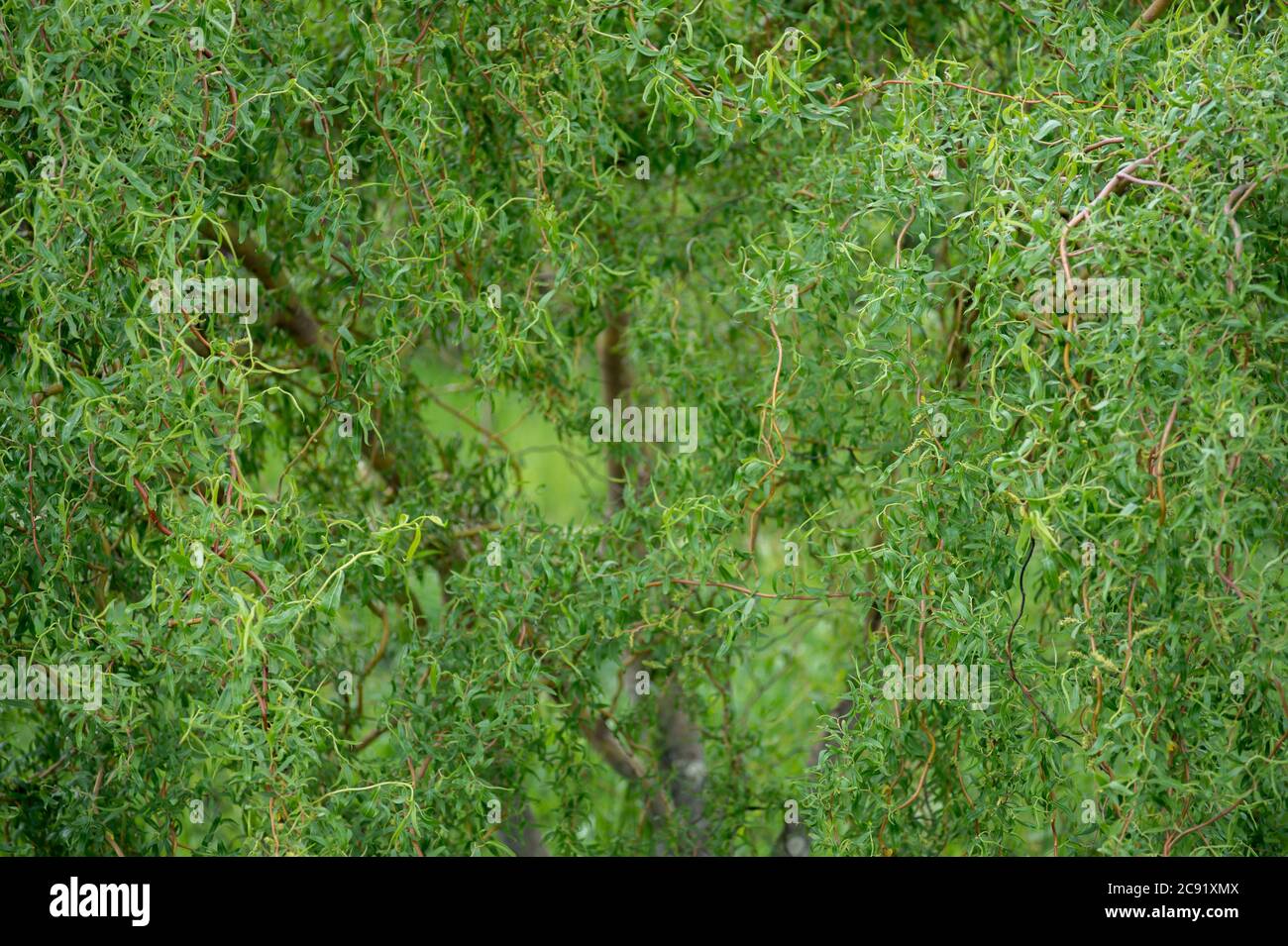 Riccia salice nel verde luminoso delle foglie giovani con gemme in erba. Sfondo naturale. Foto Stock
