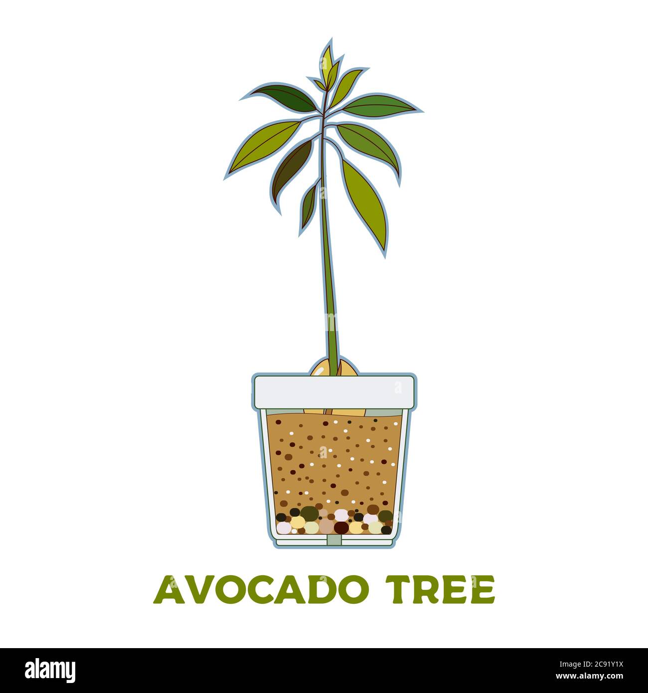 Vaso Germinatore Avocado R&R SHOP - In Plastica Di Mais, Per Far Crescere I Semi - Foto 14