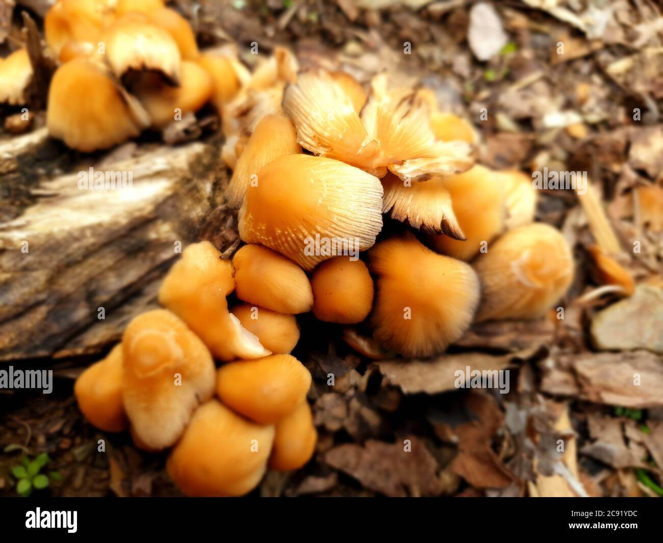 I funghi ottengono DISGUSTOSI SENSO prima che germogliano altri funghi. Interessato a crescere funghi. La Fungicoltura è la coltivazione di funghi e altri funghi Foto Stock