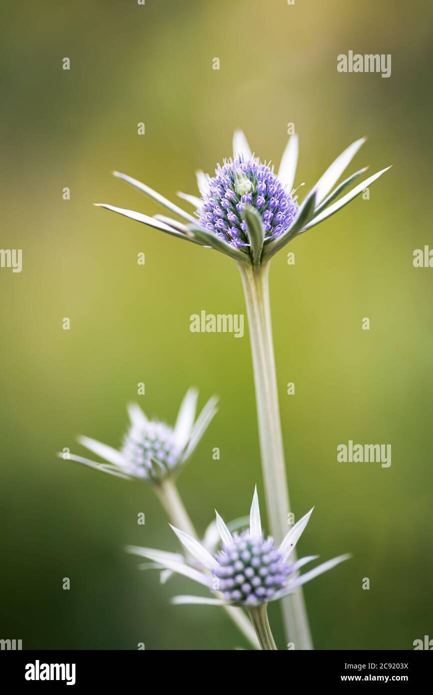 Fiore selvatico viola piuttosto blu, eryngium bourgatii, fiorente in estate a Palencia, Spagna Foto Stock