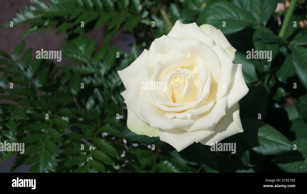 Fresco bianco rosa germoglio da vicino su sfondo foglie verdi Foto Stock