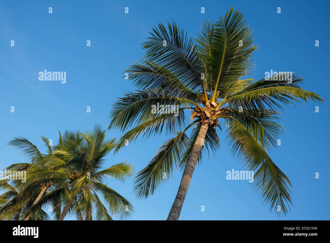 Palme tropicali contro il cielo blu chiaro Foto Stock