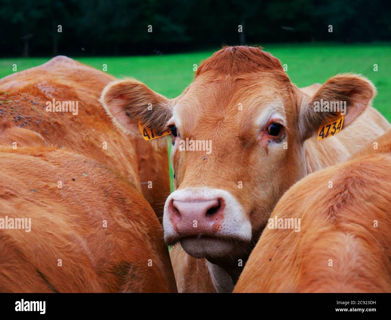 Bovini provenienti dall'agricoltura francese nel sud della Francia Foto Stock