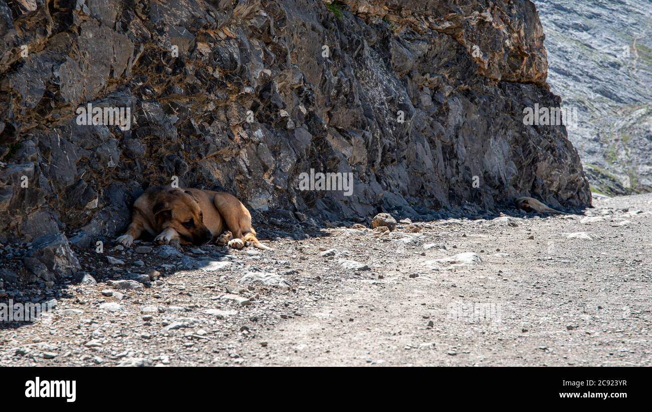 Due cani da pastore riposano all'ombra delle rocce Foto Stock