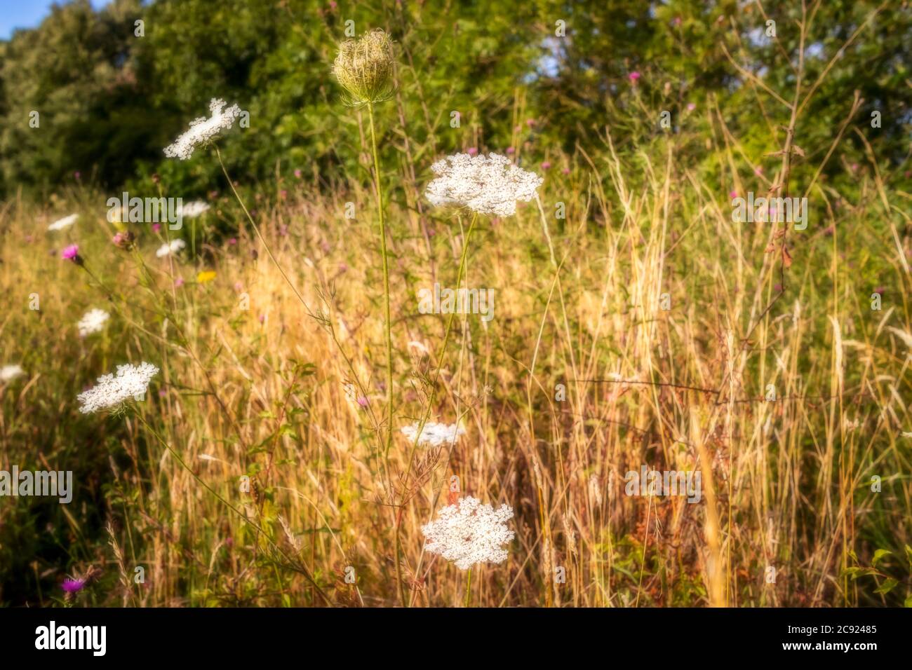 Campo pieno di erbe e fiori, morbido e dorato Foto Stock