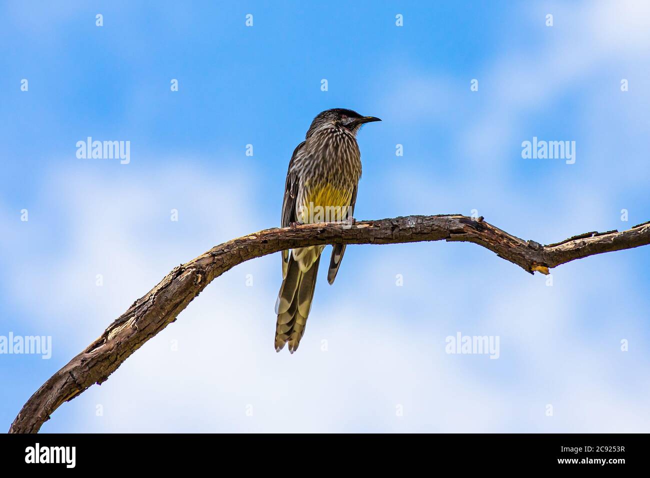Un uccello di sonaglino rosso in un albero Foto Stock