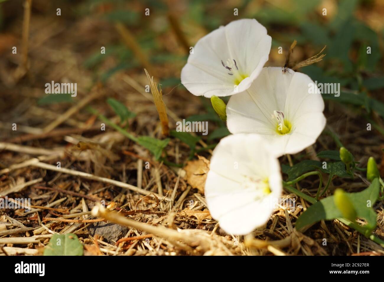 Fiori bianchi delicati crescono nel giardino soleggiato Foto Stock