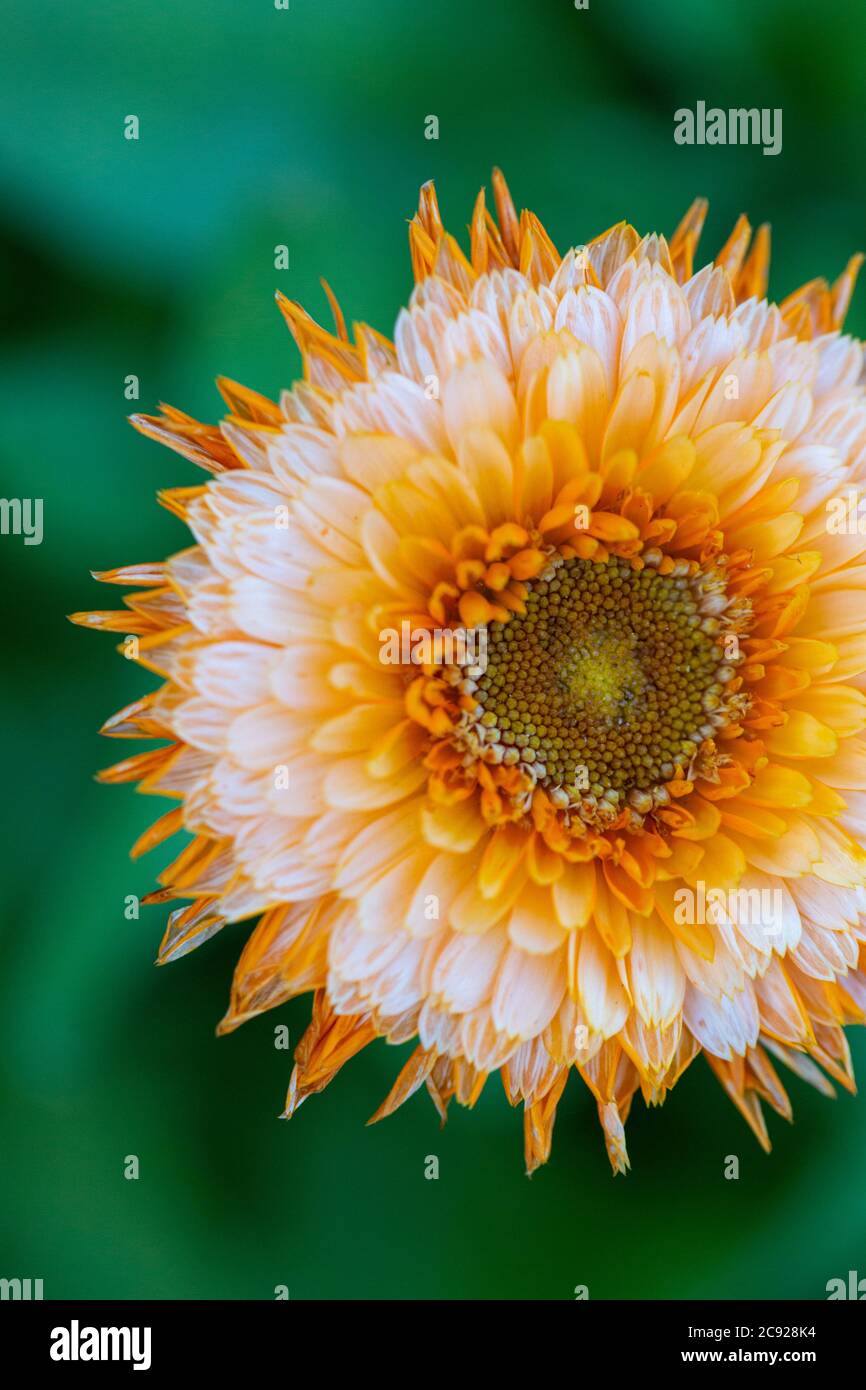 Arancio/Bianco Barberton Daisy Foto Stock