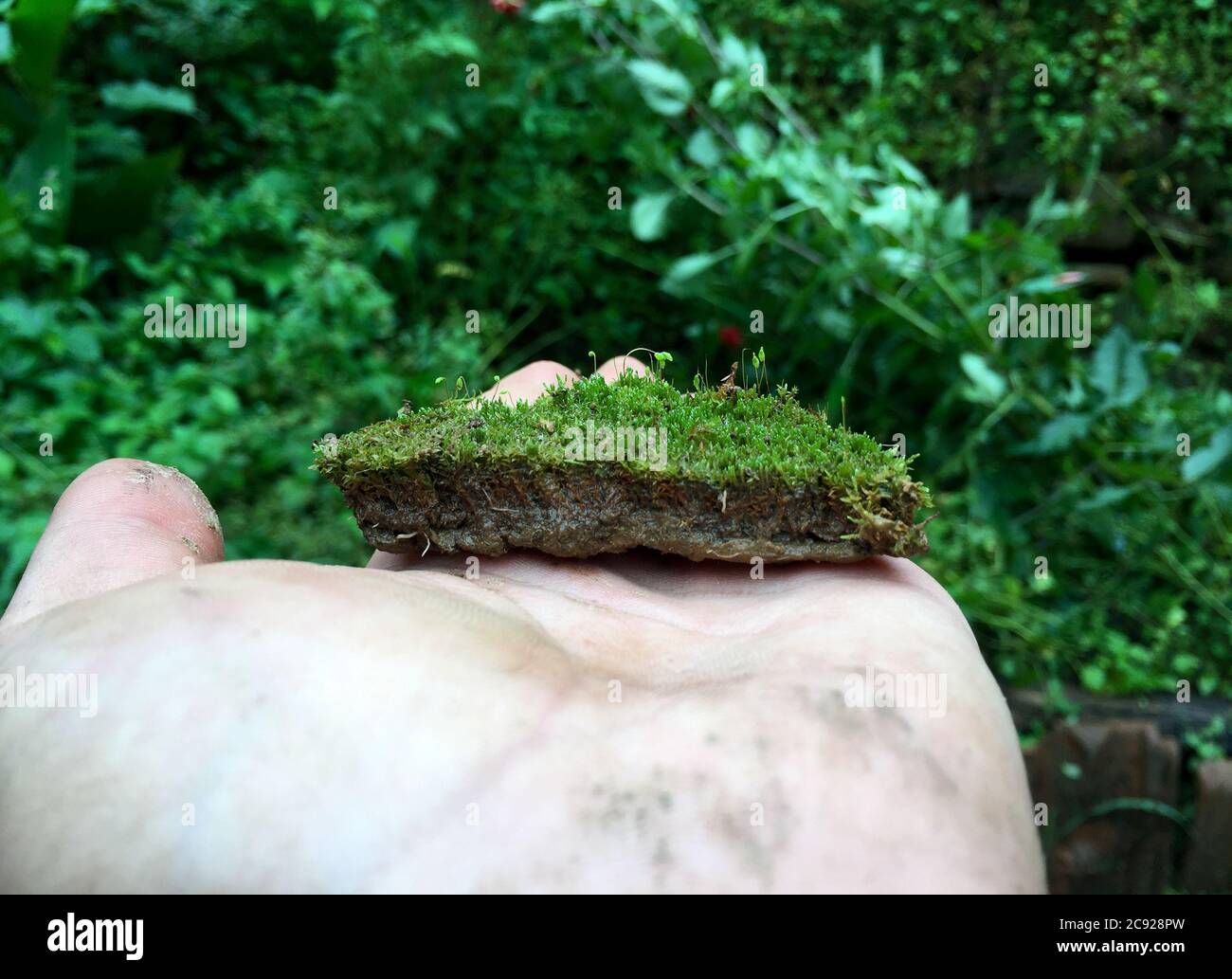 Un uomo che tiene un pidoccio di suolo che contiene vari tipi di piccola diversità di pianta. Foto Stock