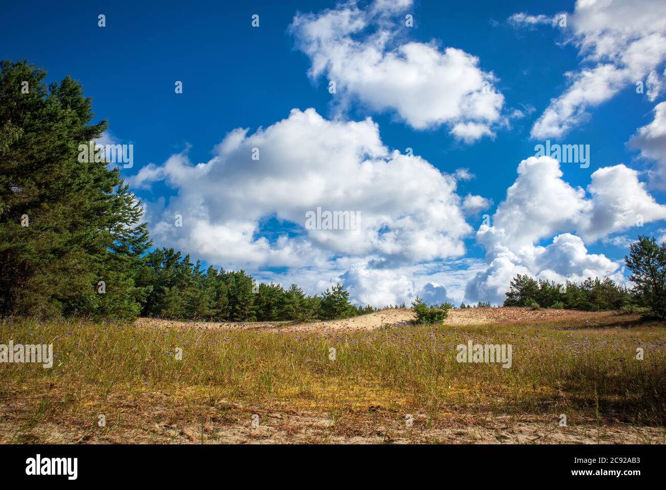 Paesaggio di Curonian Spit, piccolo glade con fiori estivi tra pini e sabbia sotto il cielo blu Foto Stock