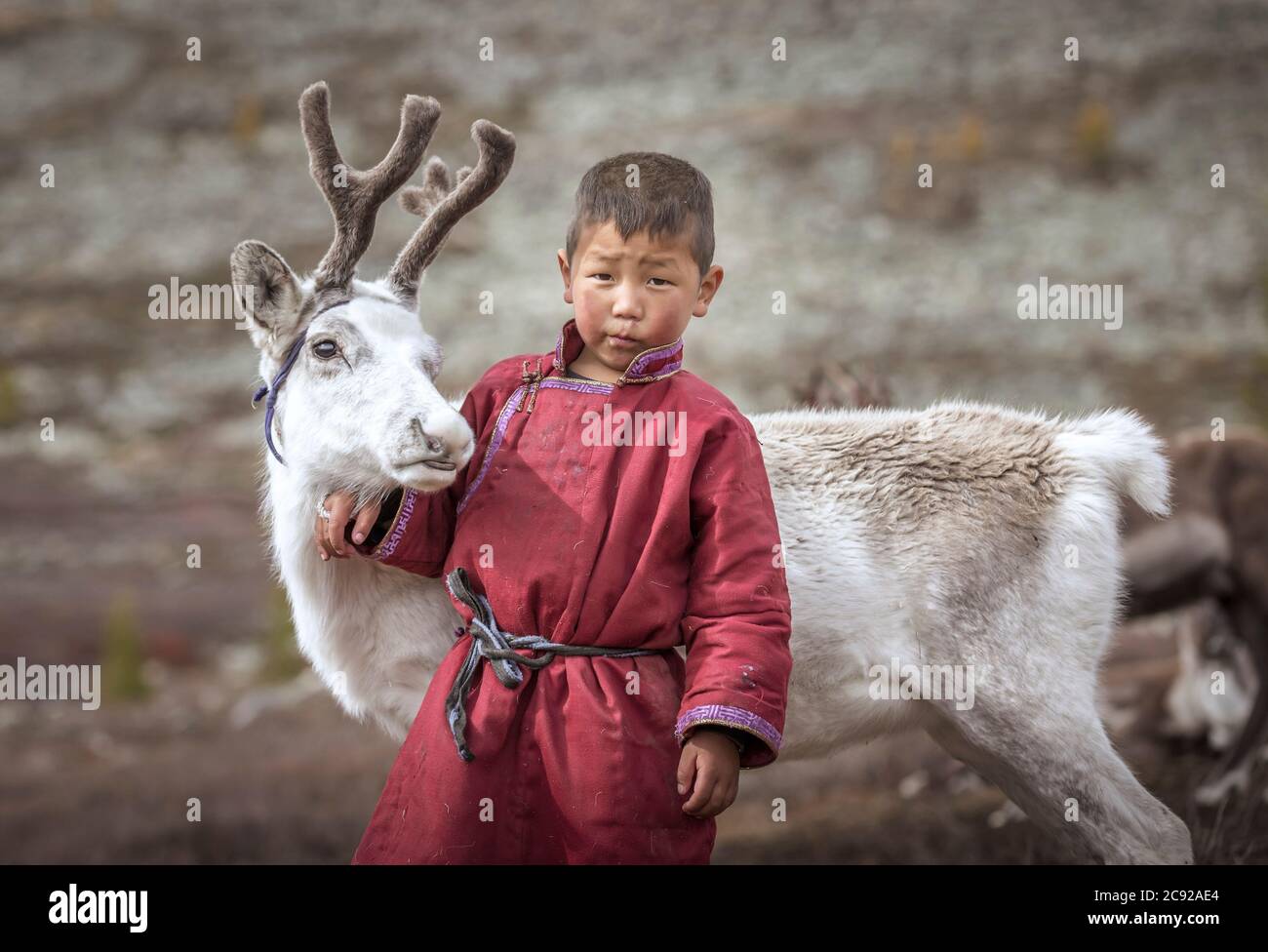Capretto tsaatan nel paesaggio della Mongolia del nord con una renna del bambino Foto Stock