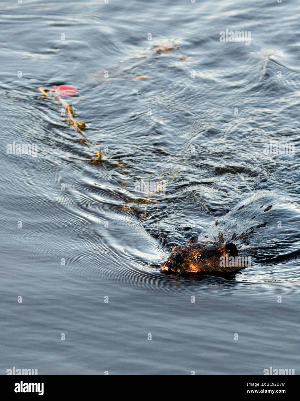 Vista ravvicinata del profilo di Beaver, che trasporta il fogliame per costruire una diga in un fiume nel mezzo della foresta che mostra pelliccia umida marrone, corpo, testa, orecchie, occhio, naso Foto Stock