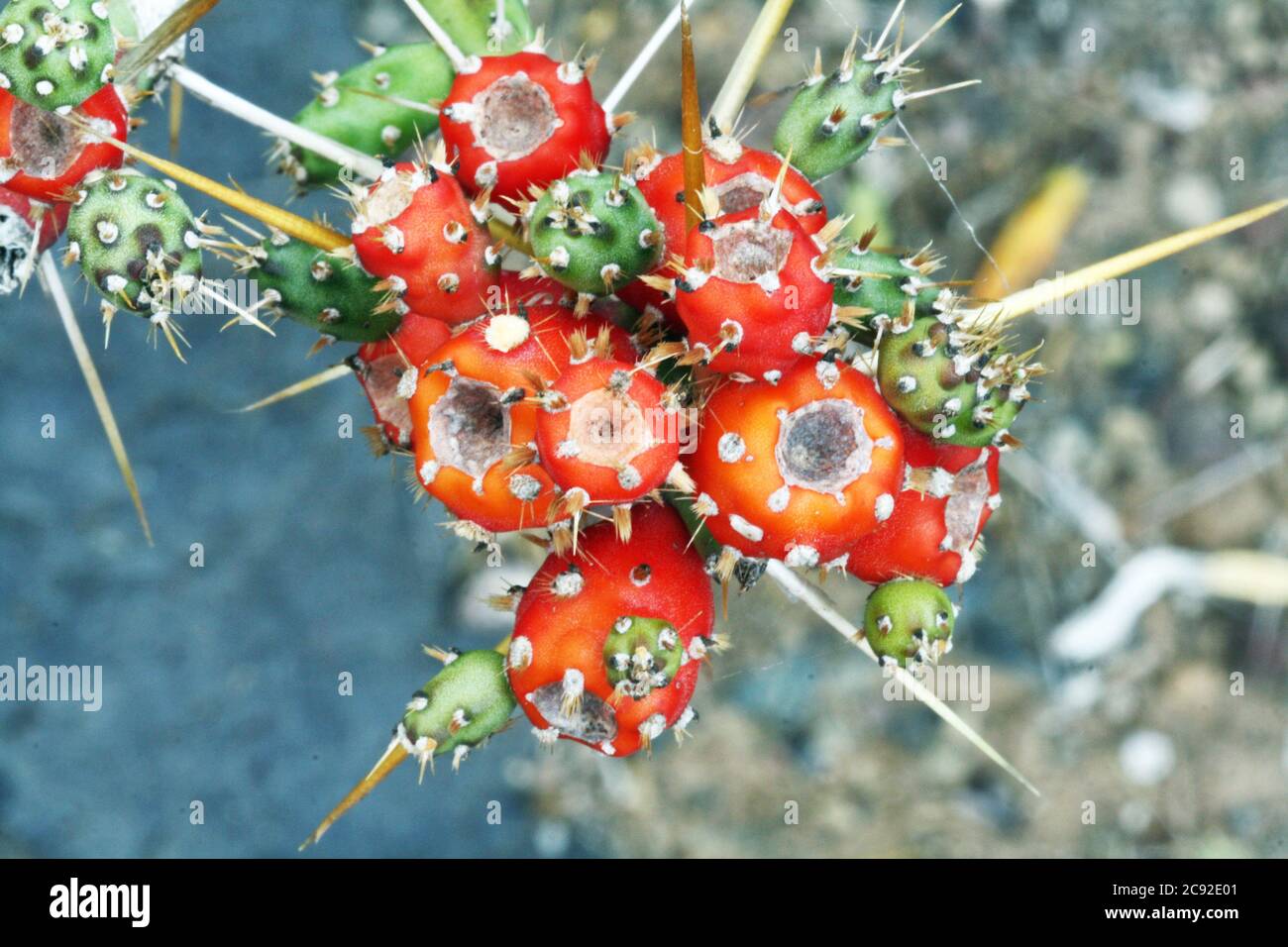 Kaktus cylindropuntia leptocaulis Foto Stock