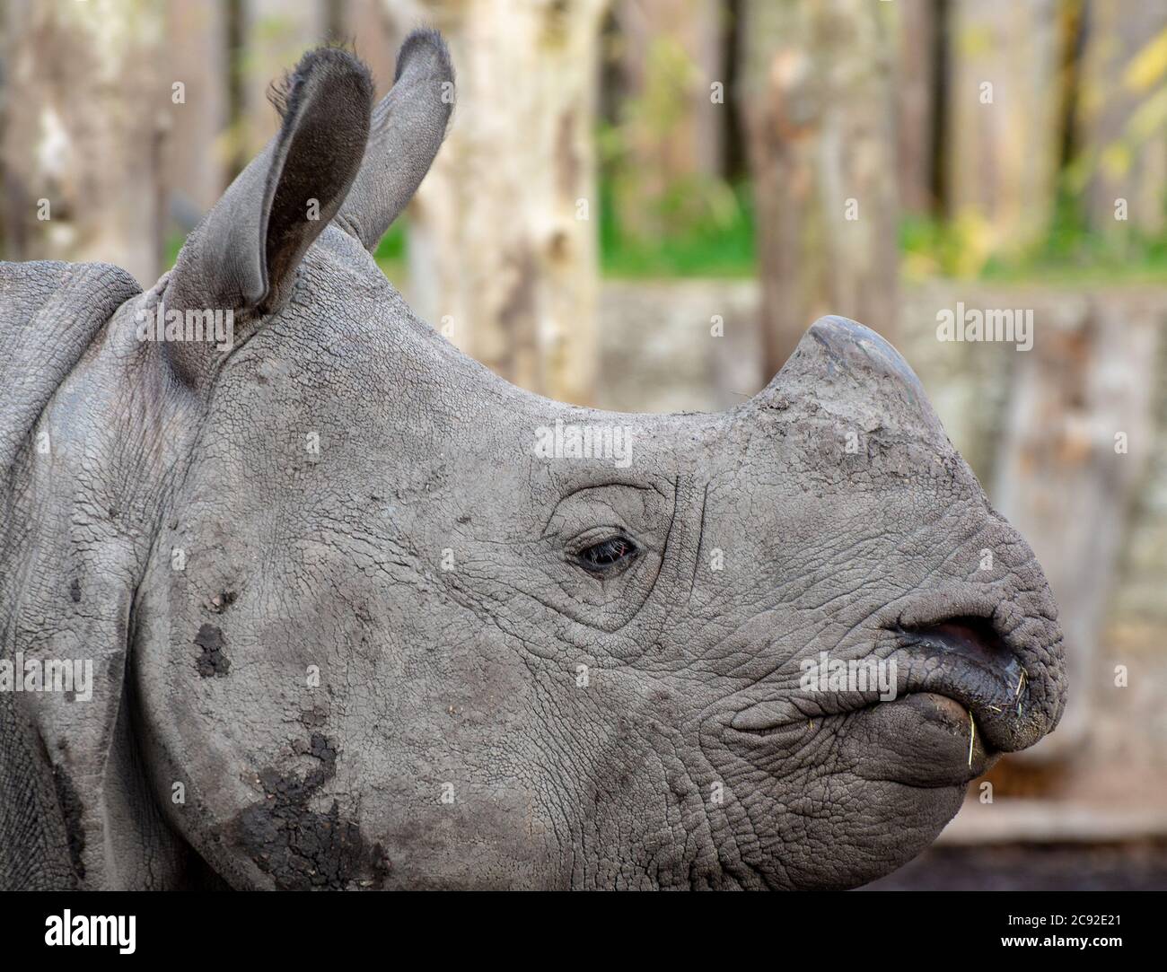 Un maschio più grande rinoceronte con una corna allo Zoo di Edimburgo, Scozia. Foto Stock