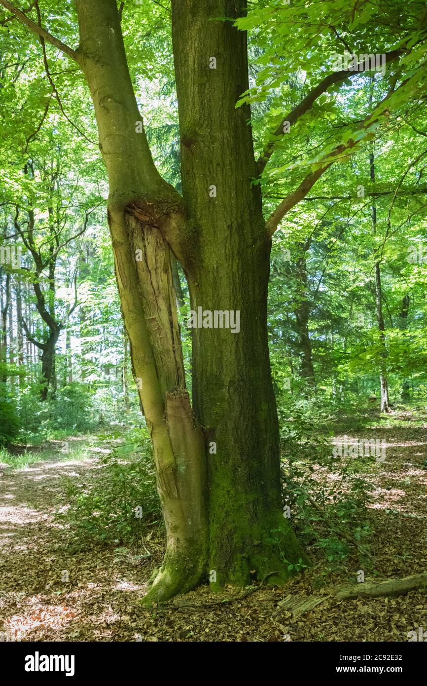 Vecchio Beechtree sul sentiero a piedi per Wipperfürth Foto Stock