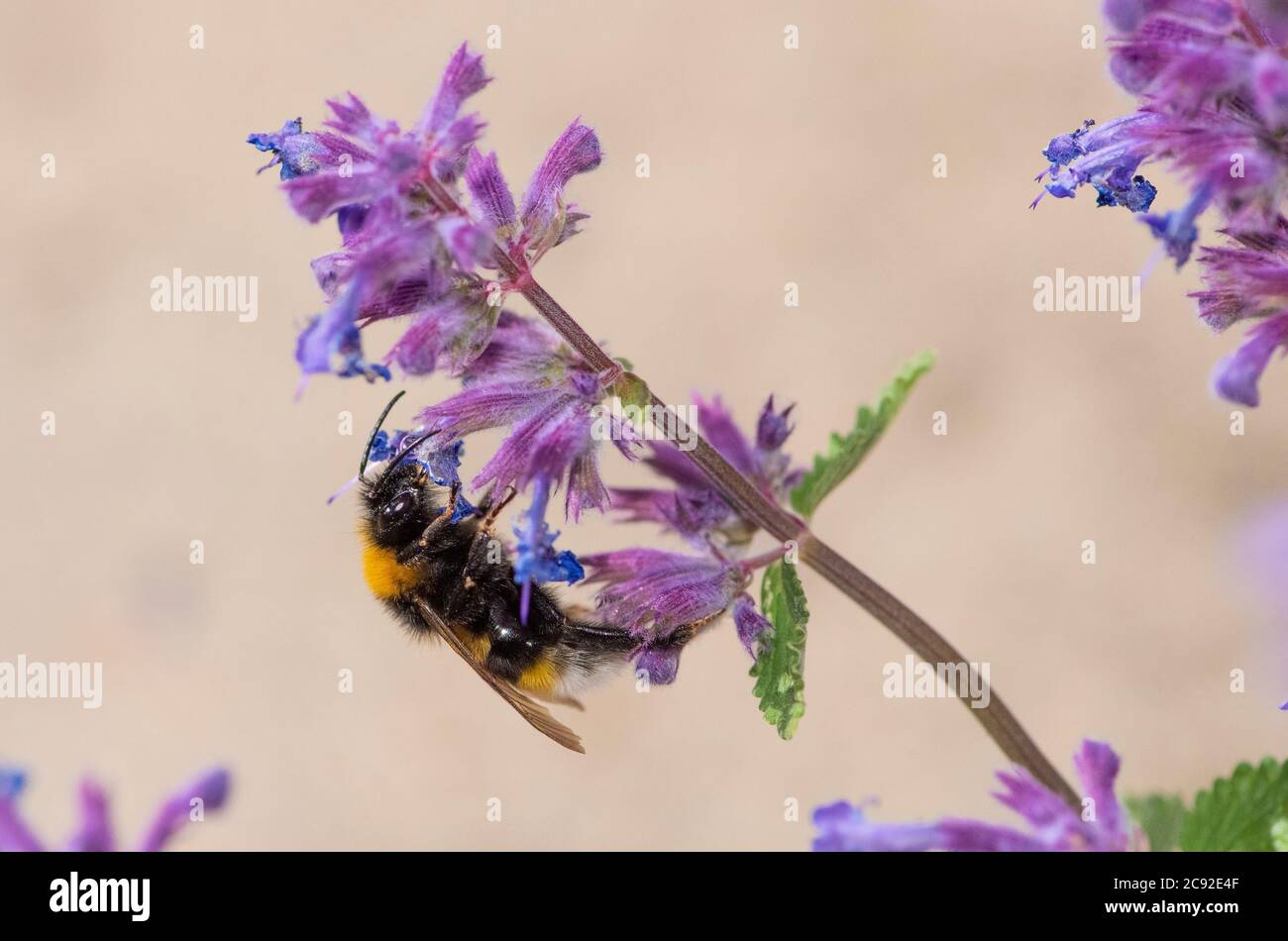 Un'ape bumble che raccoglie polline da fiori di menta, Chipping, Preston, Lancashire. Foto Stock