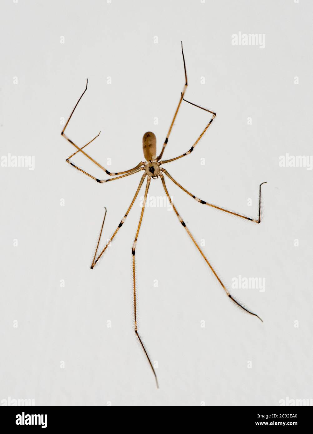 Un primo piano di un ragno Daddy-long-leg, Chipping, Preston, Lancashire, UK Foto Stock