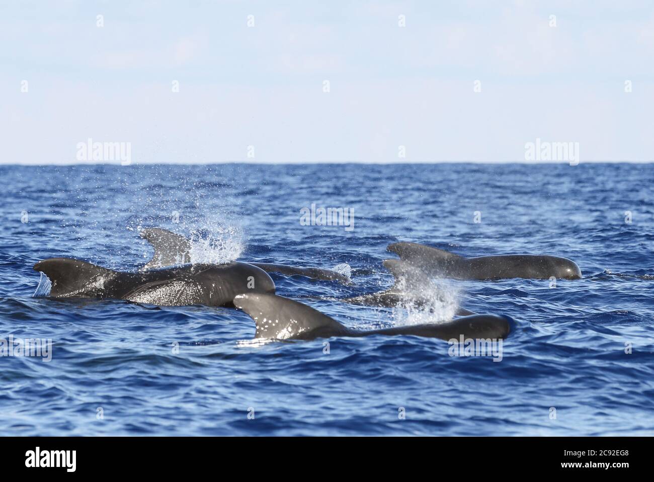 Sanya. 20 luglio 2020. Le balene pilota a alfine corta sono avvistate nel Mar Cinese Meridionale, 20 luglio 2020. I ricercatori cinesi hanno avvistato 11 specie di balene nel Mar Cinese Meridionale durante una spedizione scientifica in alto mare, ha detto Martedì l'Accademia Cinese delle Scienze. Credit: Zhang Liyun/Xinhua/Alamy Live News Foto Stock