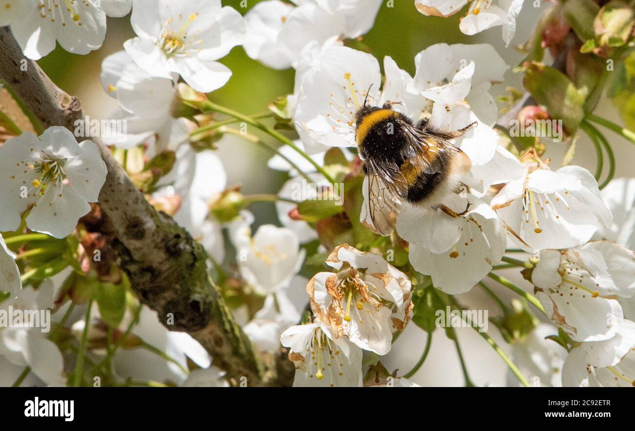 Bumblebee e Wild Cherry Blossom, Chipping, Preston, Lancashire, Regno Unito Foto Stock