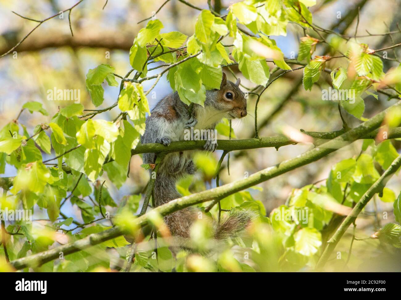 Scoiattolo grigio in faggio, Chipping, Preston, Lancashire, UK Foto Stock