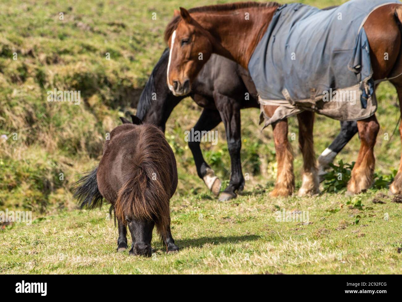 Un pascolo di pony Shetland, Chipping, Preston, Lancashire, Regno Unito Foto Stock