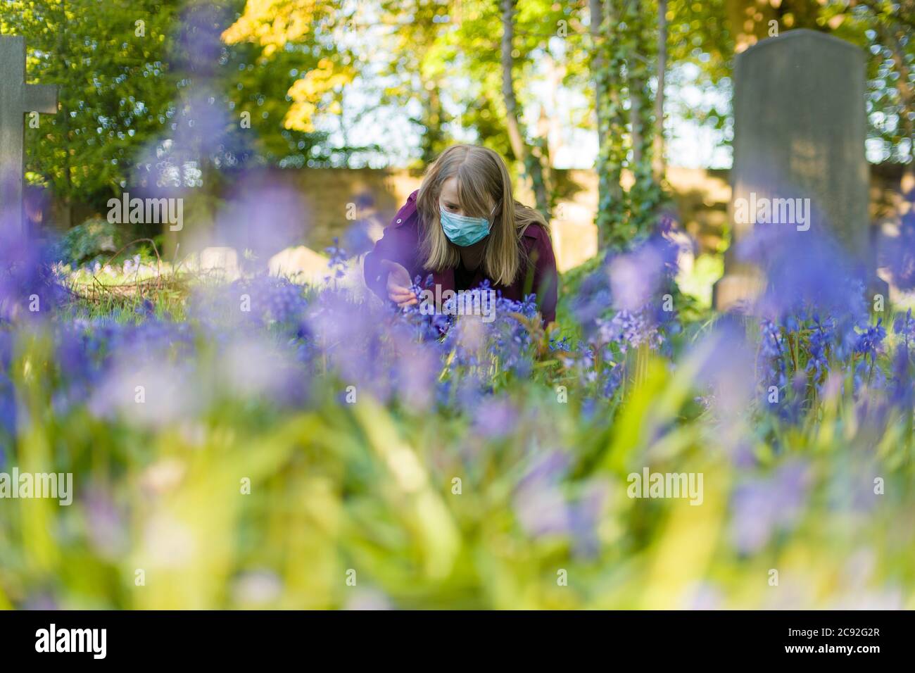 Nancy Clarke gode del nuovo fiore Bluebells nel cimitero Warriston di Edimburgo, come la Scozia è nella settima settimana di blocco a causa del covid-19 focolaio. Credito: Euan Cherry Foto Stock