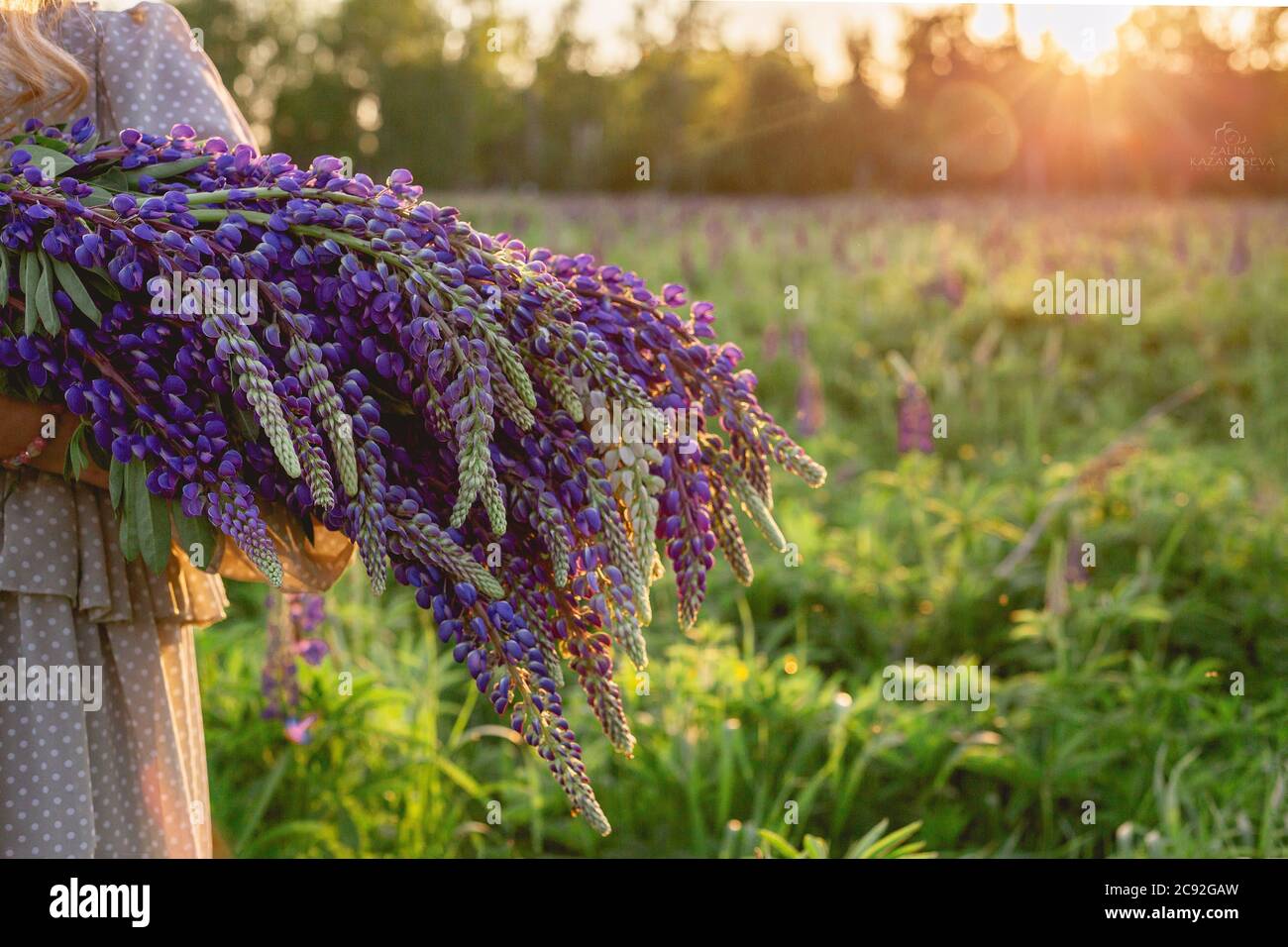 Un bouquet di lupini in fiore nelle mani di una ragazza sullo sfondo di un campo al tramonto, senza volto. I lupini viola e rosa sono nel Foto Stock