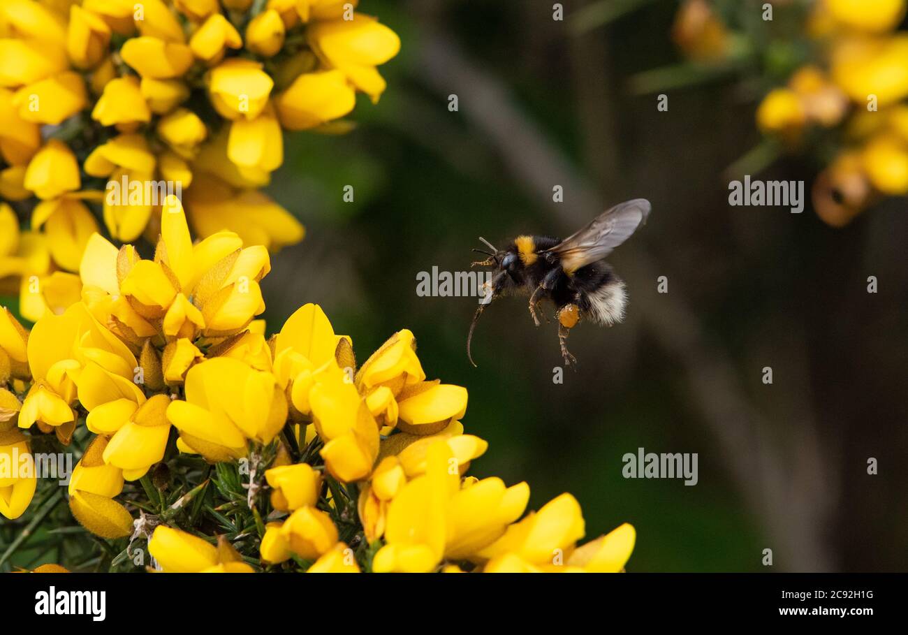 Bumblebee con coda bianca e bushe di gorse, Chipping, Preston, Lancashire, Regno Unito Foto Stock