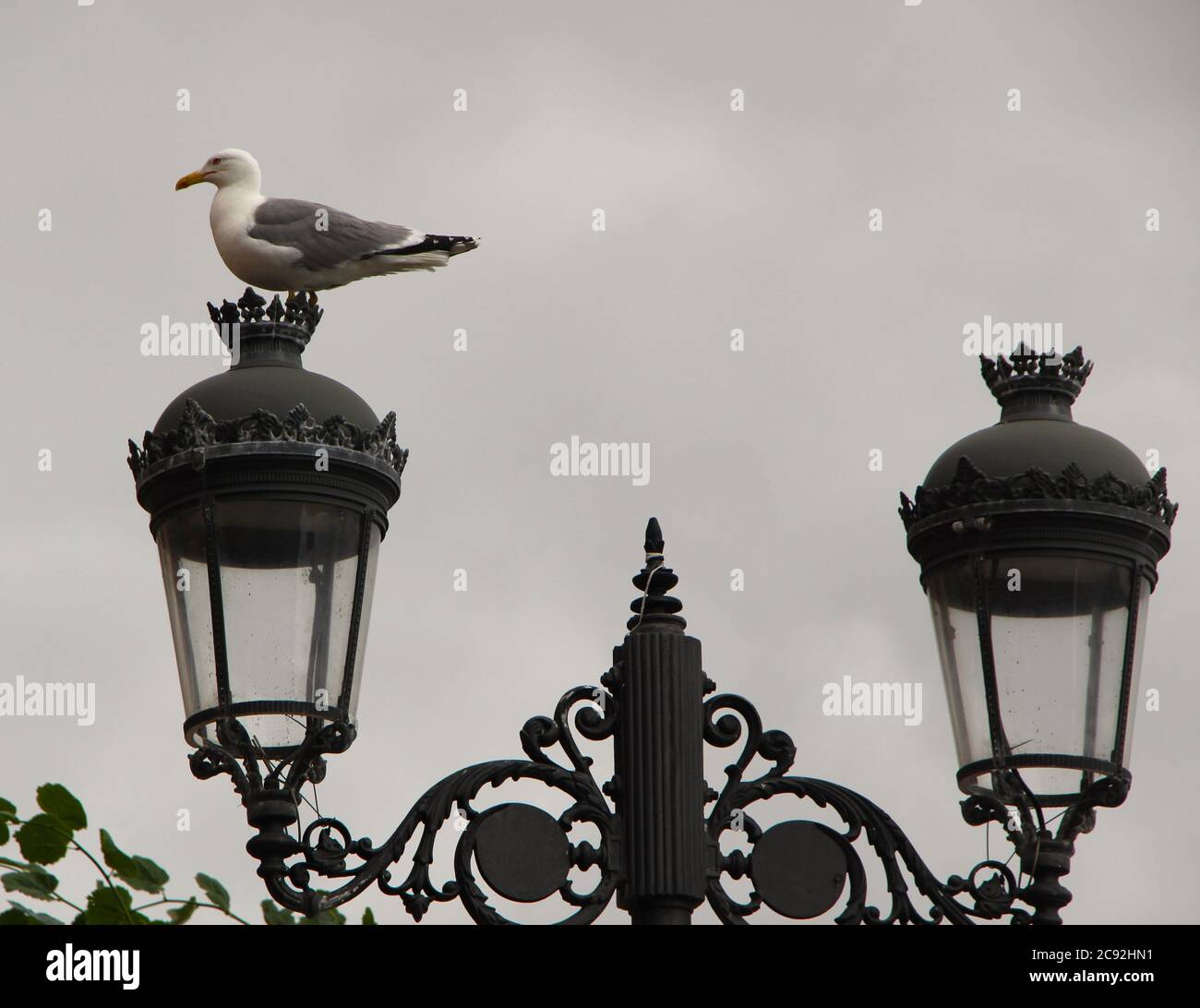 Gabbiano europeo delle aringhe Larus argentatus Seagull posato su un lampione metallico grigio su uno sfondo bianco nuvoloso Ribadesella Asturias Spagna Foto Stock