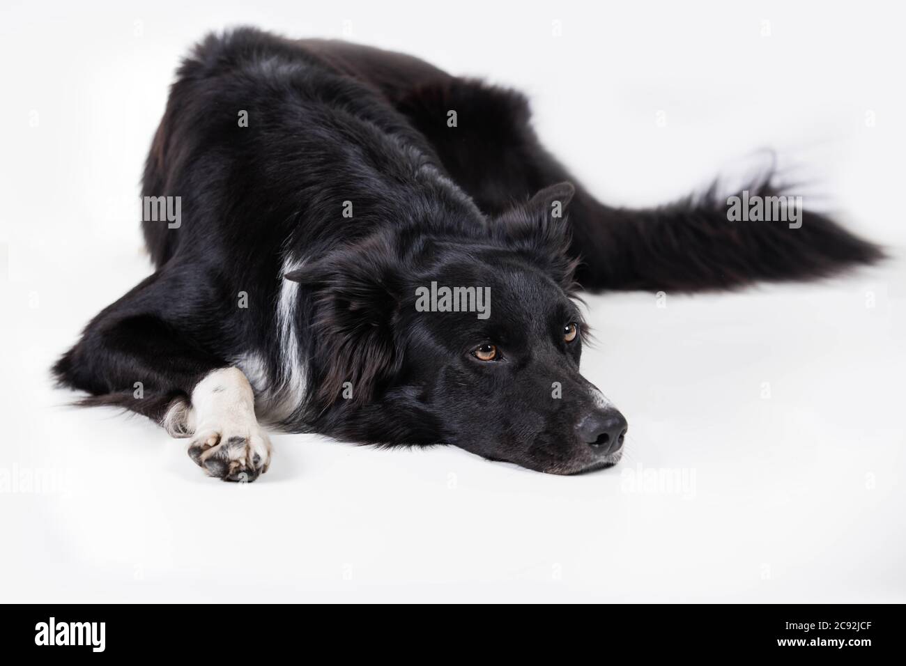 Cucciolo annoiato e sconvolto isolato su bianco con spazio di copia. Ritratto a lunghezza intera di un triste e pensieroso cane collie bordo purebred guardando verso il basso pensivo Foto Stock