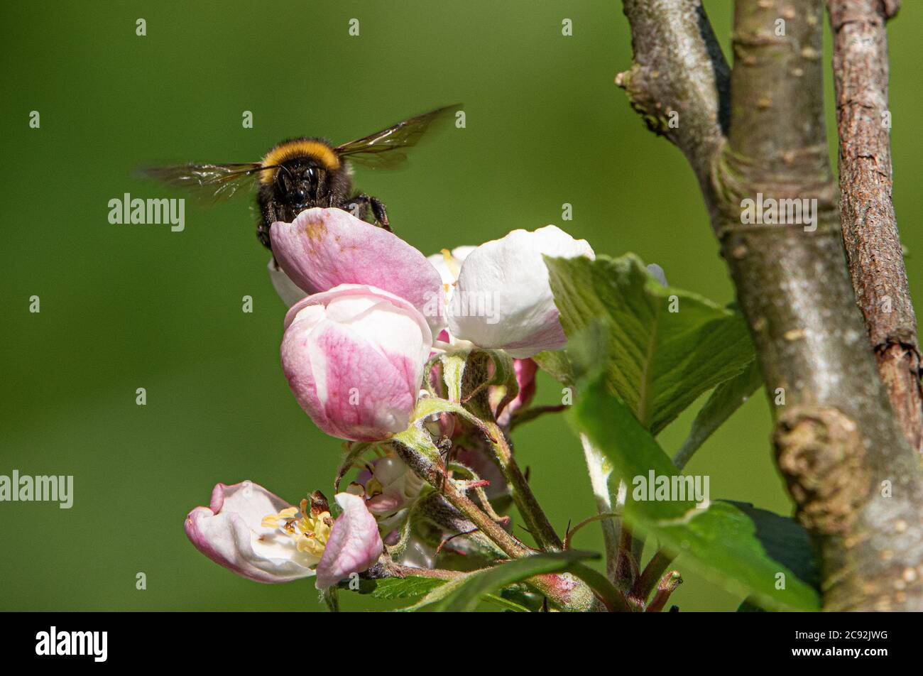 Un Bumblebee sulla fioritura della mela, Chipping, Preston, Lancashire, Regno Unito Foto Stock