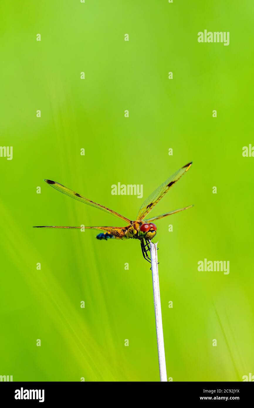 Una libellula Calico Pennant (Celithemis elisa) che riposa sulla vegetazione su uno sfondo verde. Foto Stock