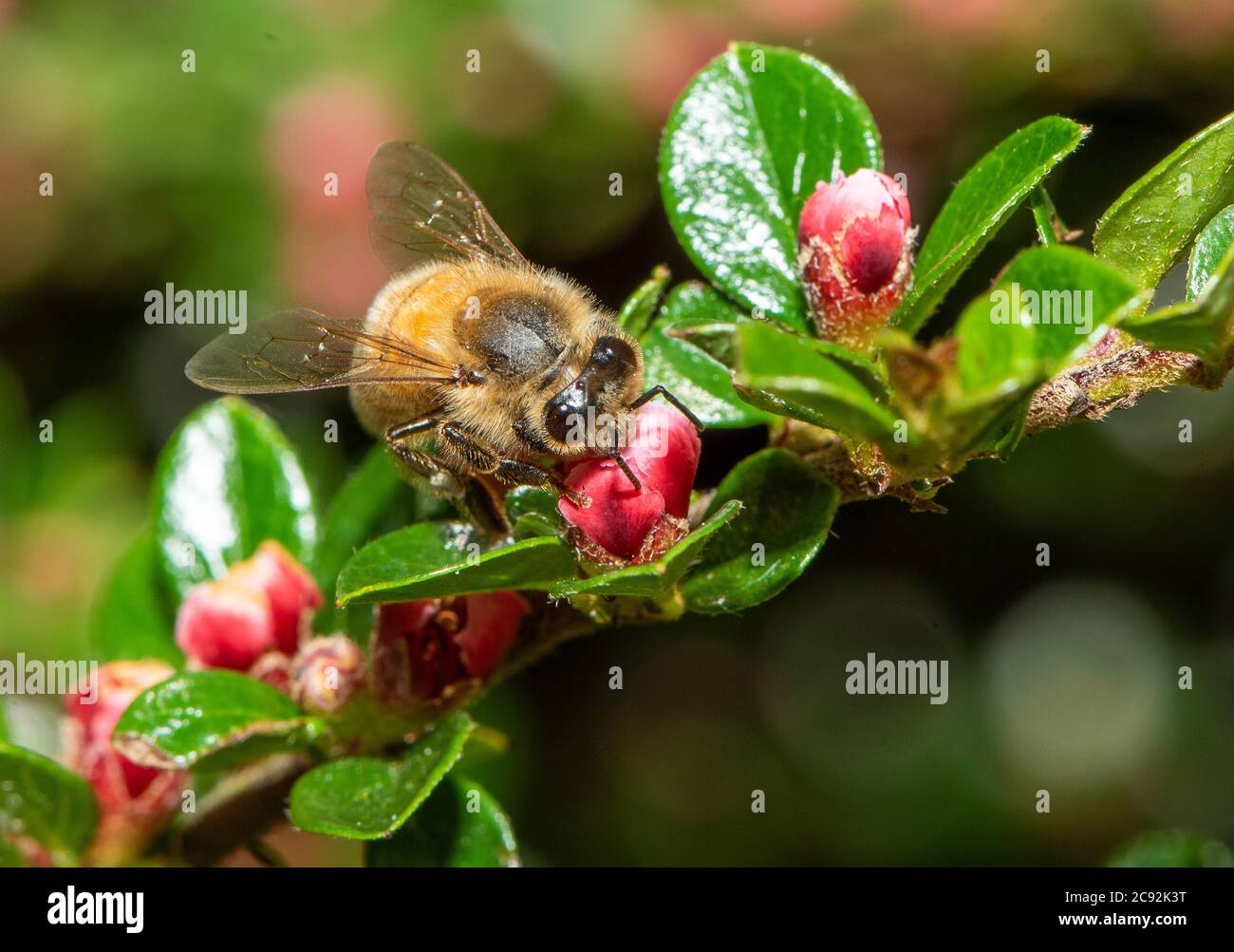 Un'ape di miele sui fiori di Cotoneaster, Chipping, Preston, Lancashire. Foto Stock