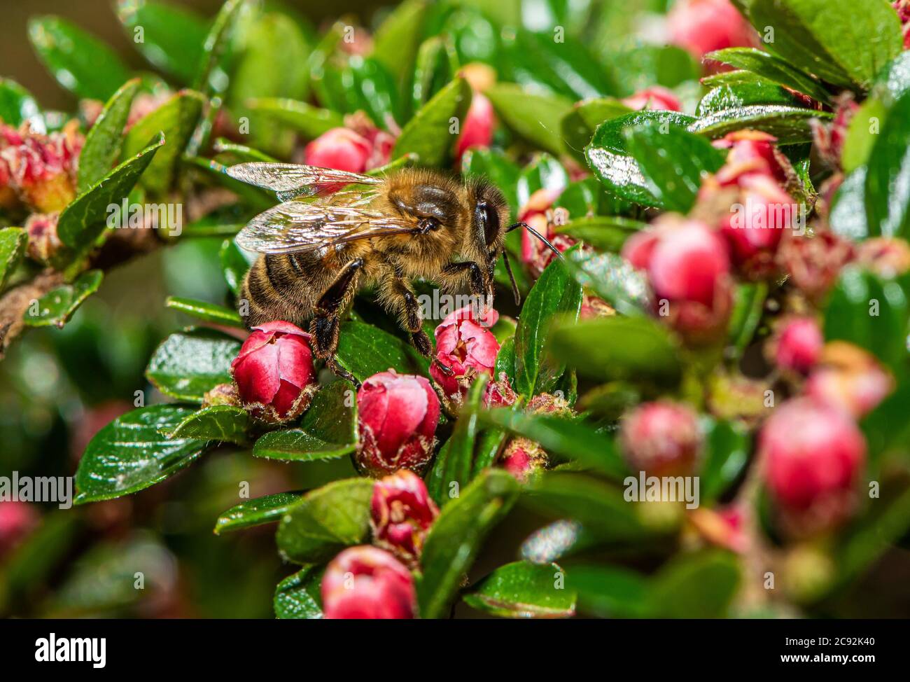 Un'ape di miele sui fiori di Cotoneaster, Chipping, Preston, Lancashire. Foto Stock