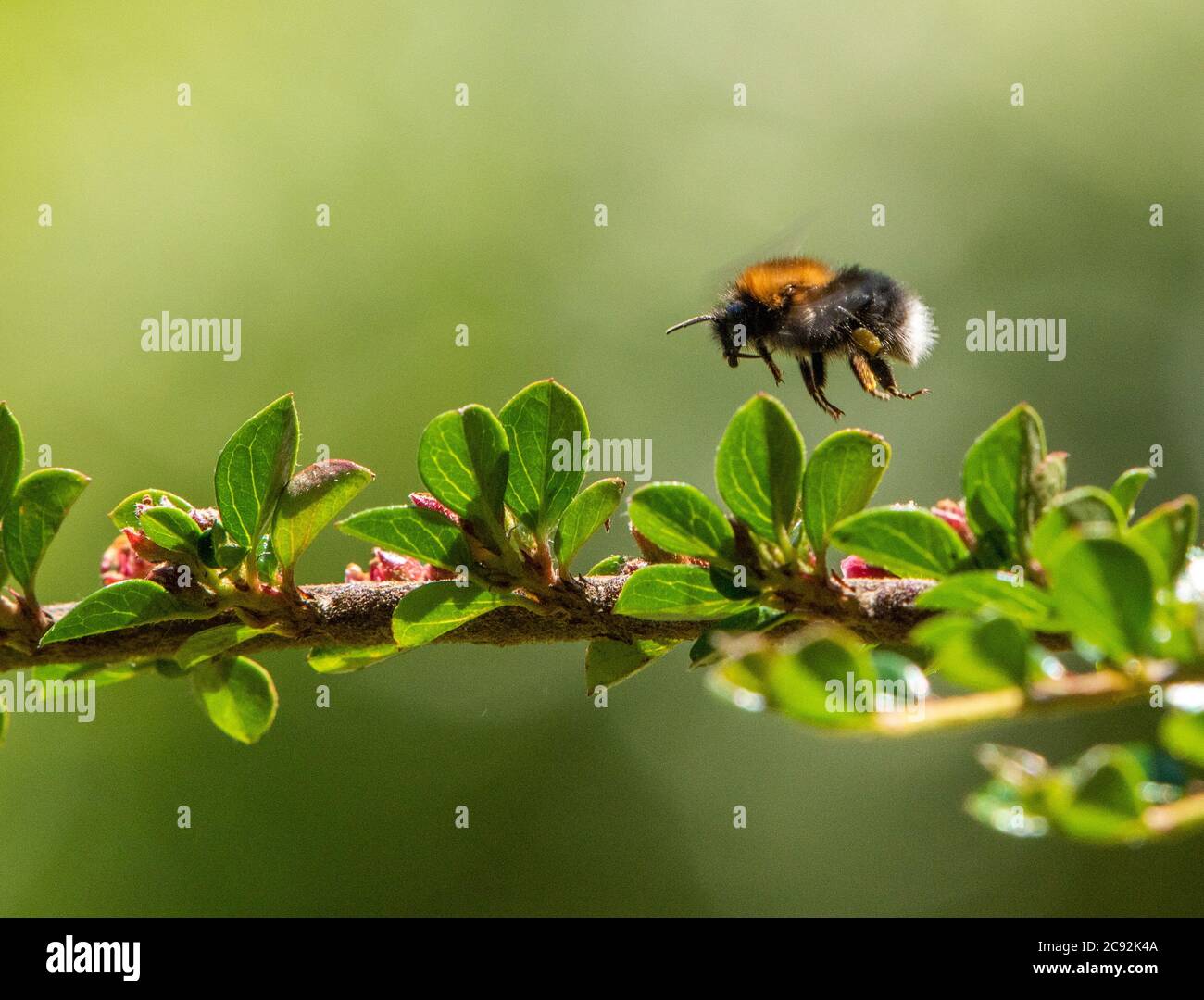 Un bumblebee di albero sui fiori di Cotoneaster, Chipping, Preston, Lancashire. Foto Stock