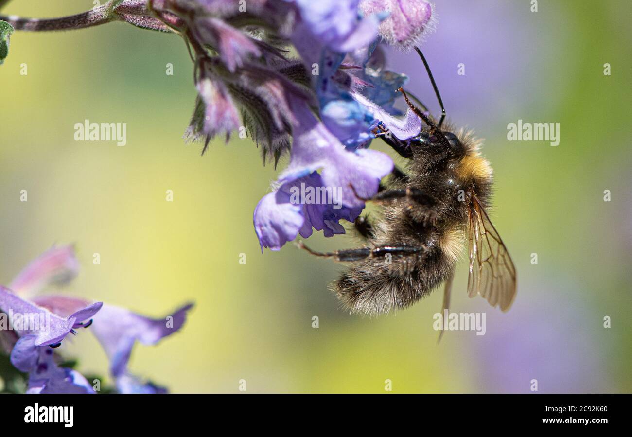 Un bumblebee dalla coda bianca su fiori di menta, Chipping, Preston, Lancashire. Foto Stock