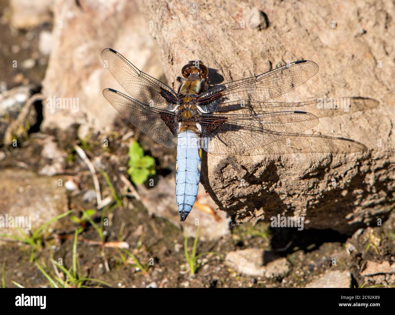Chaser, Chipping, Preston, Lancashire, Regno Unito Foto Stock