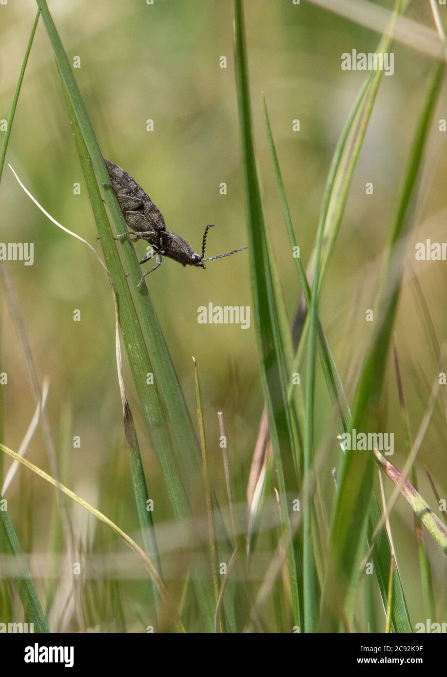 A click beetle, Chipping, Preston, Lancashire, UK Foto Stock