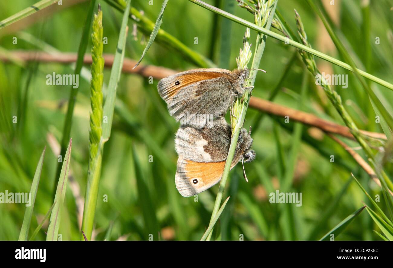 Due piccole farfalle di brughiera che si accoppiano, Chipping, Preston, Lancashire, UK Foto Stock