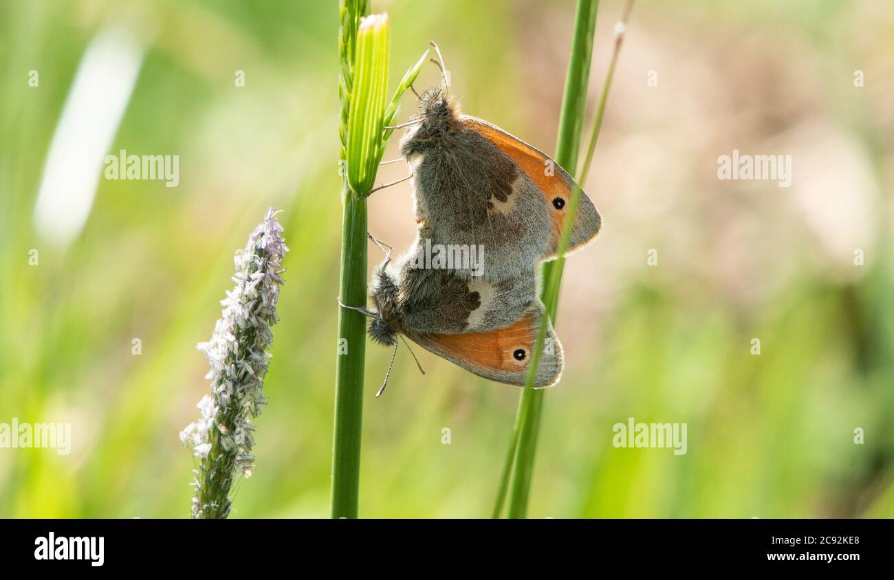 Due piccole farfalle di brughiera che si accoppiano, Chipping, Preston, Lancashire, UK Foto Stock