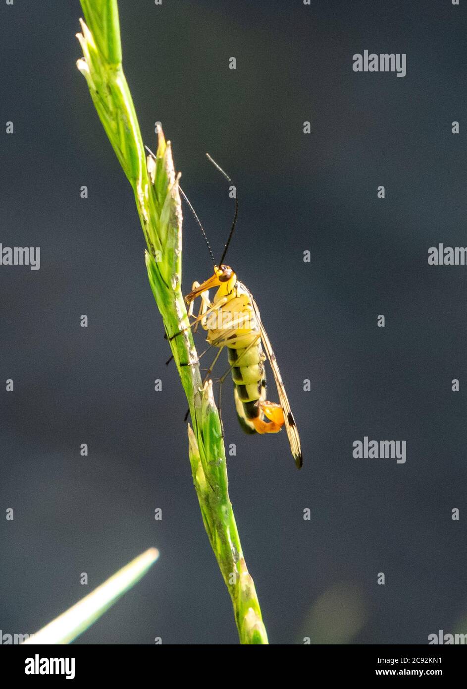 Comune europeo Scorpionfly, Chipping, Preston, Lancashire, Regno Unito Foto Stock
